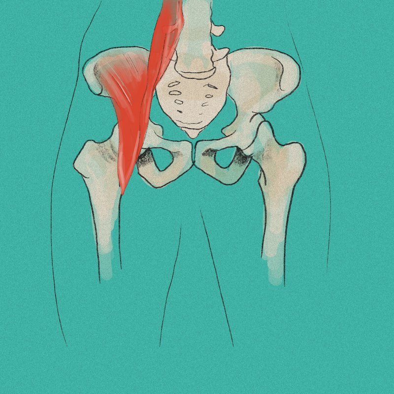hip flexor pelvis
