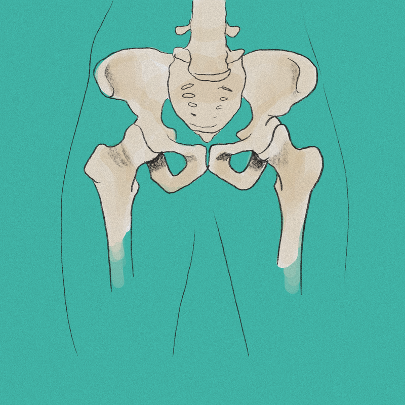 pelvis