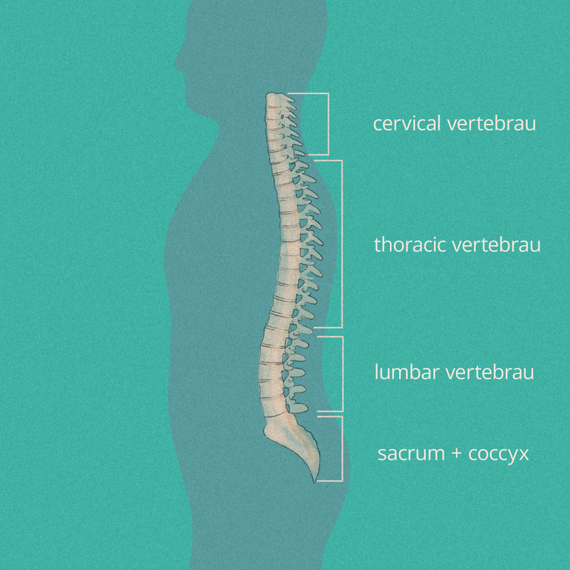 Spine